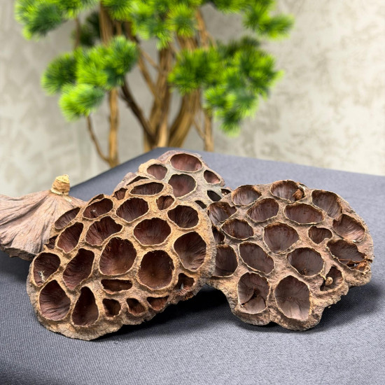 Nilüfer Lotus Paket