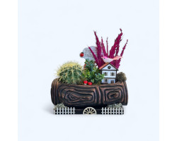 Dekoratif Canlı Kaktüs Arajmanı Dekoratif Canlı Kaktüs Arajmanı