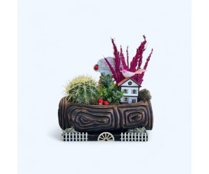 Dekoratif Canlı Kaktüs Arajmanı 