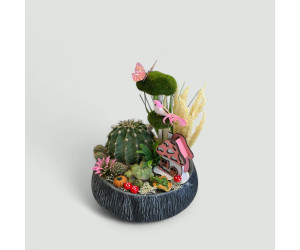 Dekoratif Canlı Kaktüs Arajmanı 