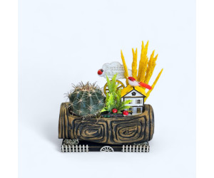 Dekoratif Canlı Kaktüs Arajmanı 