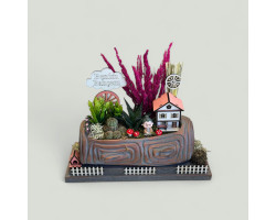 Dekoratif Canlı Kaktüs Arajmanı 