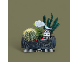 Dekoratif Canlı Kaktüs Arajmanı Dekoratif Canlı Kaktüs Arajmanı