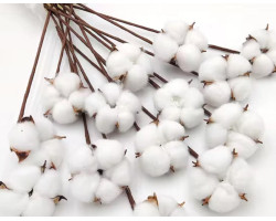 Pamuk Otu 10'Lu Demet