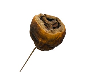 Dekoratif Tohum Kuru