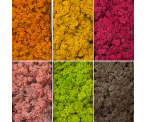 İthal İzlanda Yosunu