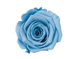 Solmayan Gül 6 Lı Paket