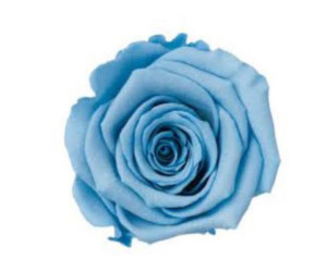 Solmayan Gül 6 Lı Paket