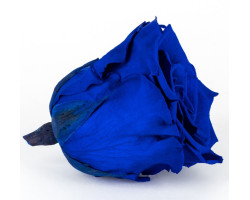 Solmayan Gül 6 Lı Paket