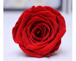 Solmayan Gül 6 Lı Paket