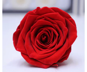 Solmayan Gül 6 Lı Paket