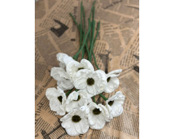 Islak Gelincik 10 Adet Islak Gelincik 10 Adet