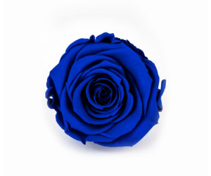 Solmayan Gül 6 Lı Paket