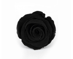 Solmayan Gül 6 Lı Paket