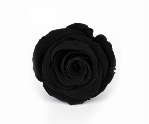 Solmayan Gül 6 Lı Paket