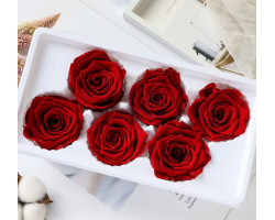 Solmayan Gül 6 Lı Paket