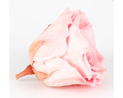 Solmayan Gül 6 Lı Paket