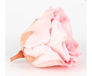 Solmayan Gül 6 Lı Paket Solmayan Gül 6 Lı Paket