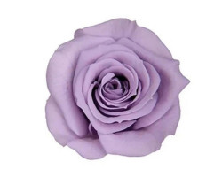 Solmayan Gül 6 Lı Paket