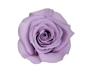 Solmayan Gül 6 Lı Paket Solmayan Gül 6 Lı Paket